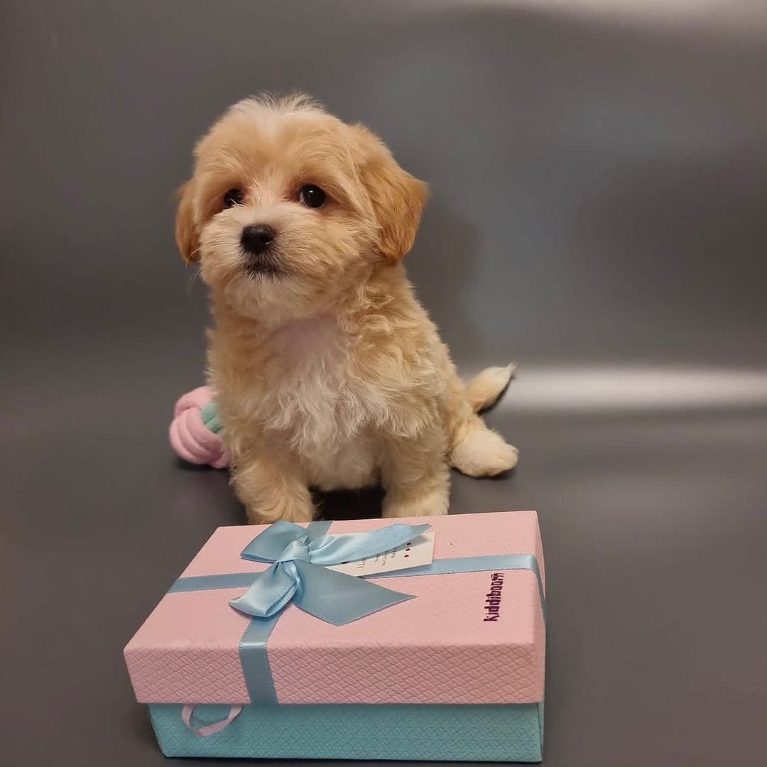 IRK GARANTİLİ MALTİPOO YAVRULARI