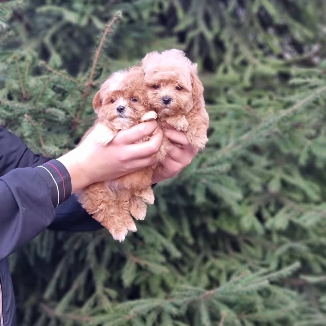 EFSANE MALTİPOO YAVRULARI