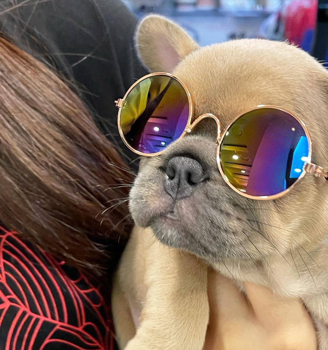 FRENCH BULLDOG YAVRULARI