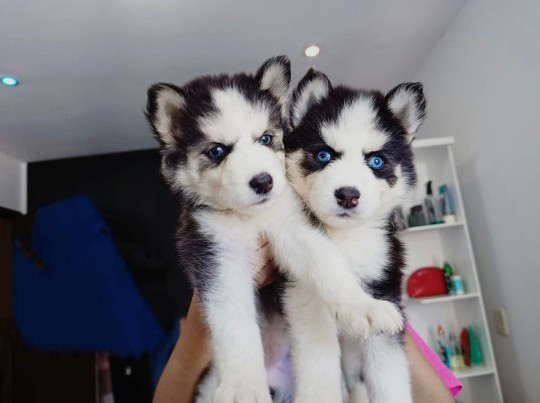 HUSKY SİBİRYA YAVRULARI