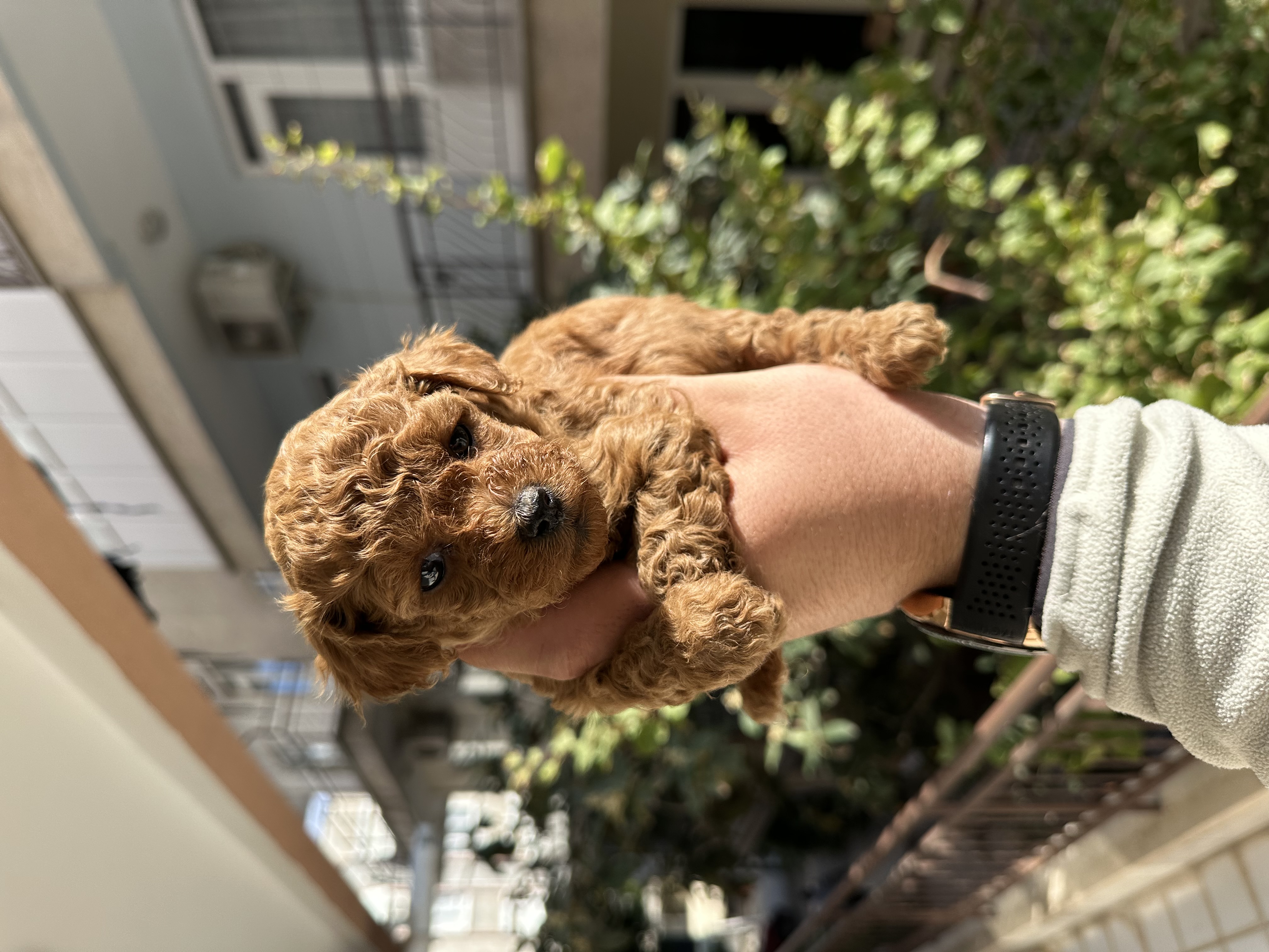 Orjinal toy yavrular 