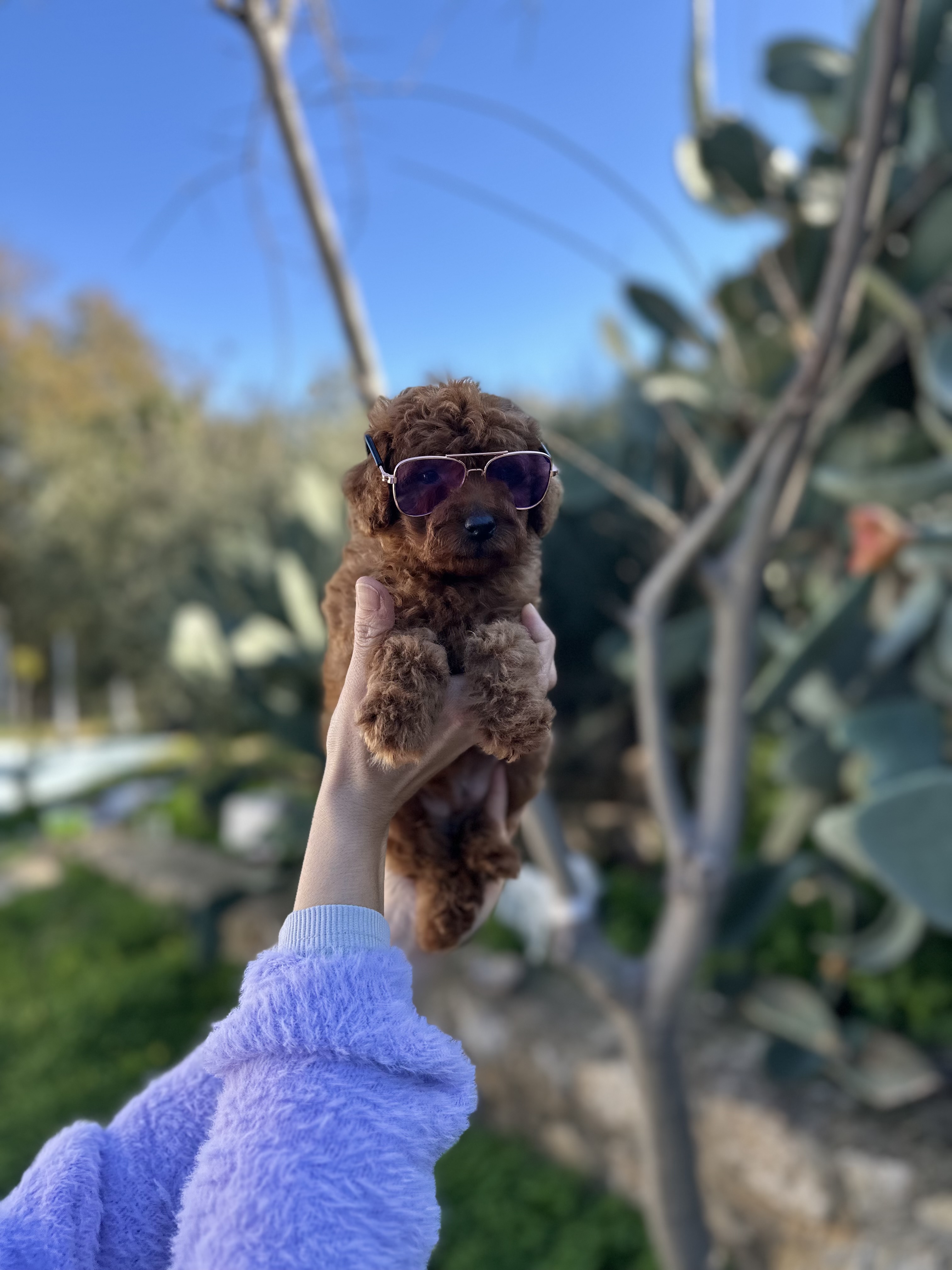 Kore toy poodle bebekler hazır