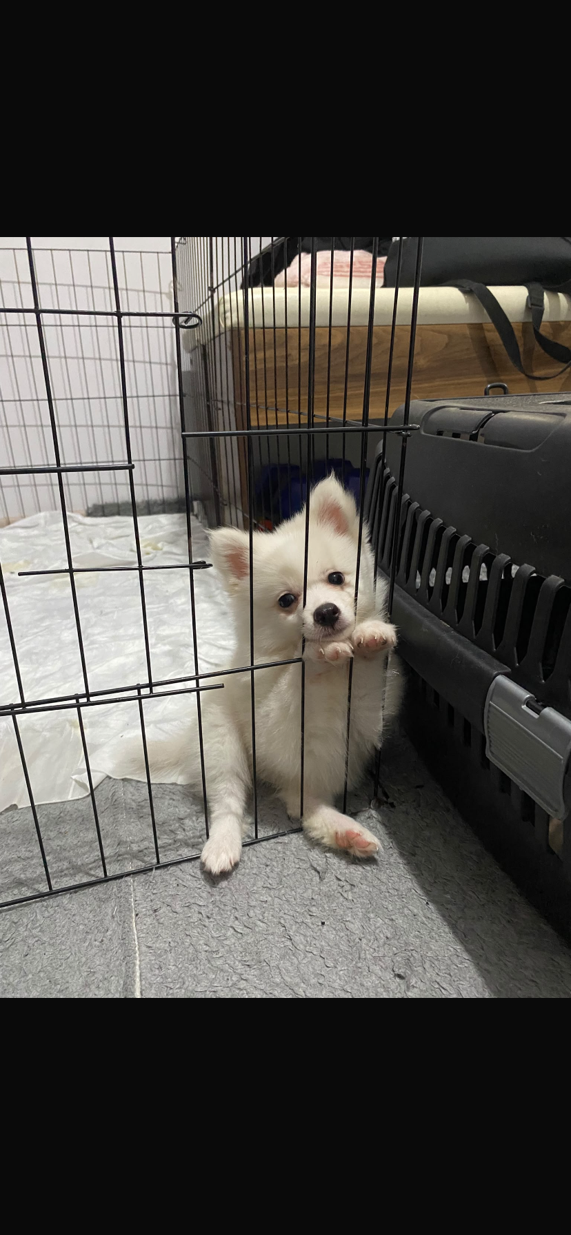 Pomeranian Spitz 3 Aylık