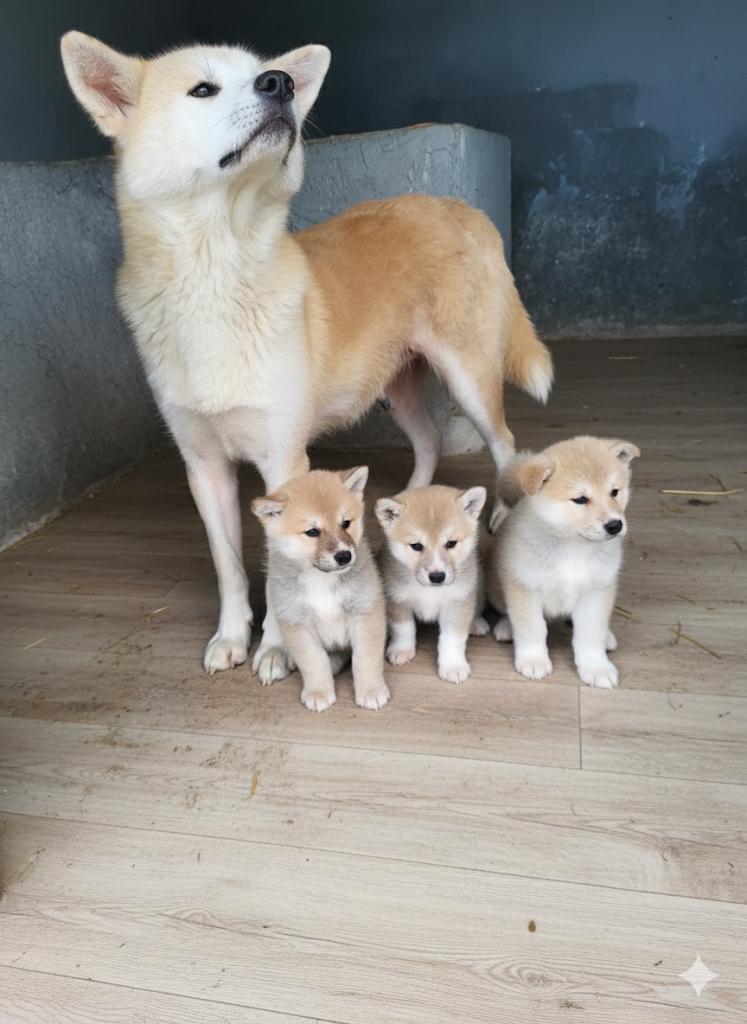 Erkek Akita inu yavrularımız 