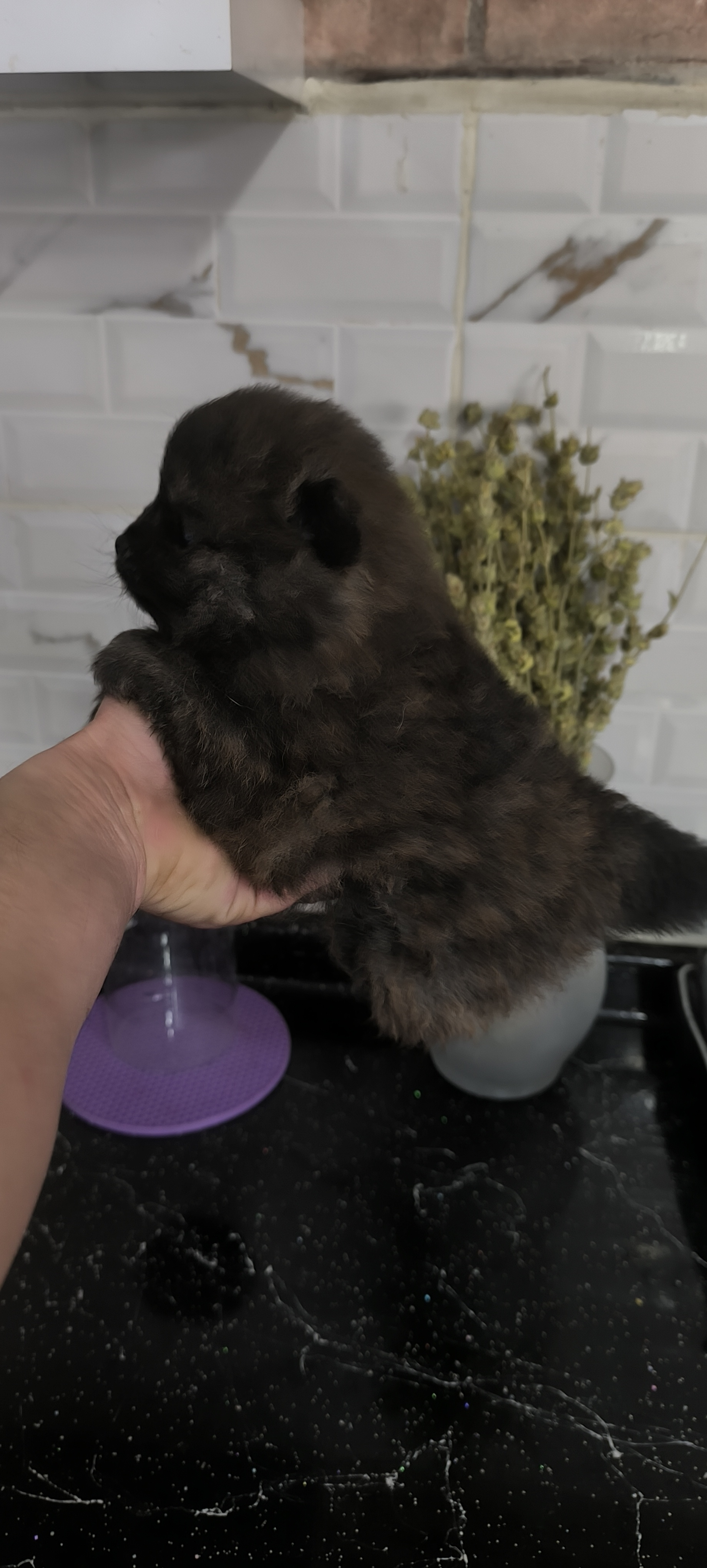 MERHABA BEBEKLERİM YENİ AİLE,İLE TANIŞMAYA HAZIRLAR 