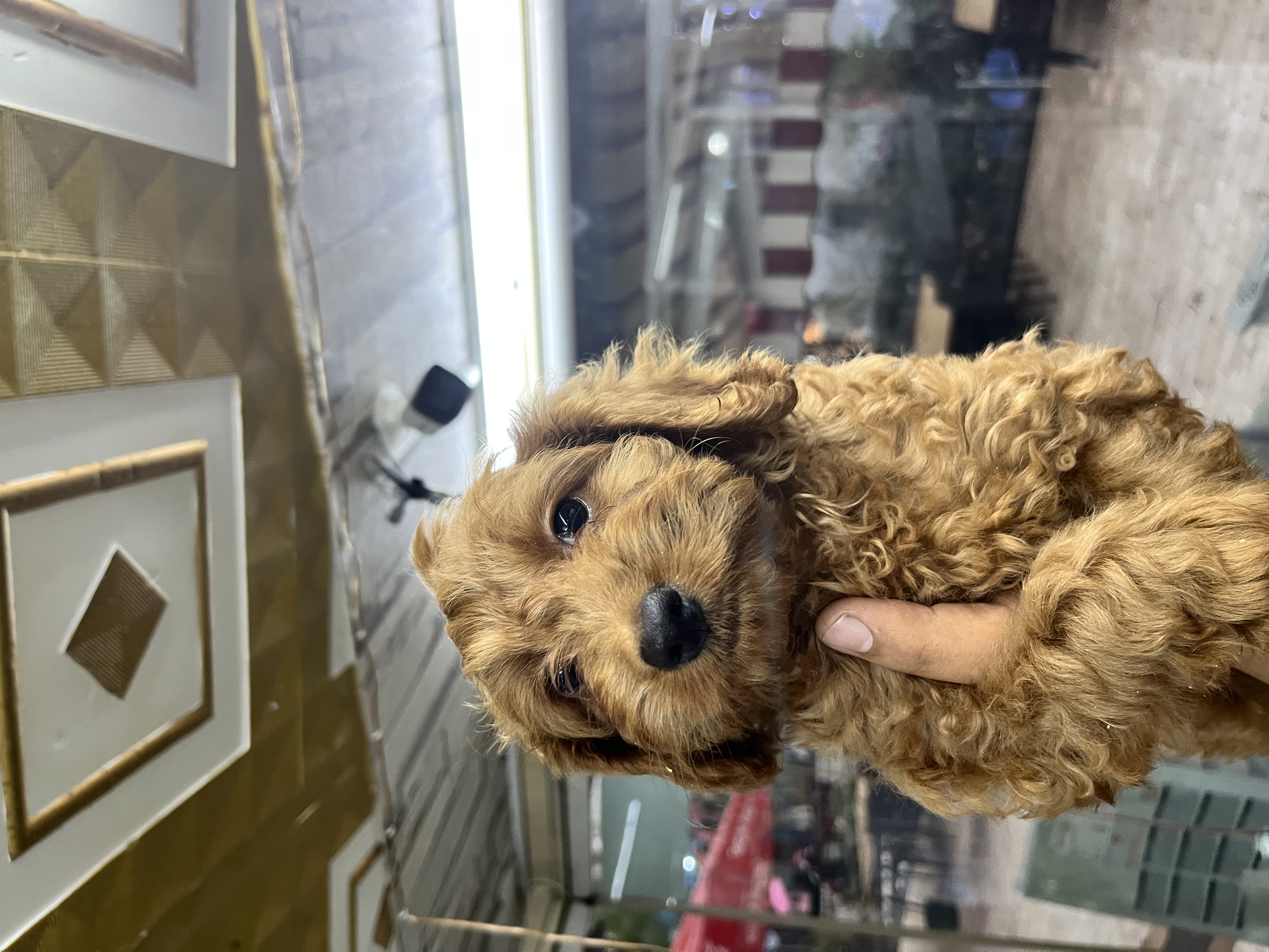 A kalite Cockapoo dişi 2 aylık