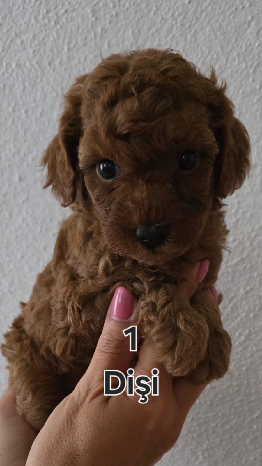 Red toy poodle bebeklerimiz hazır