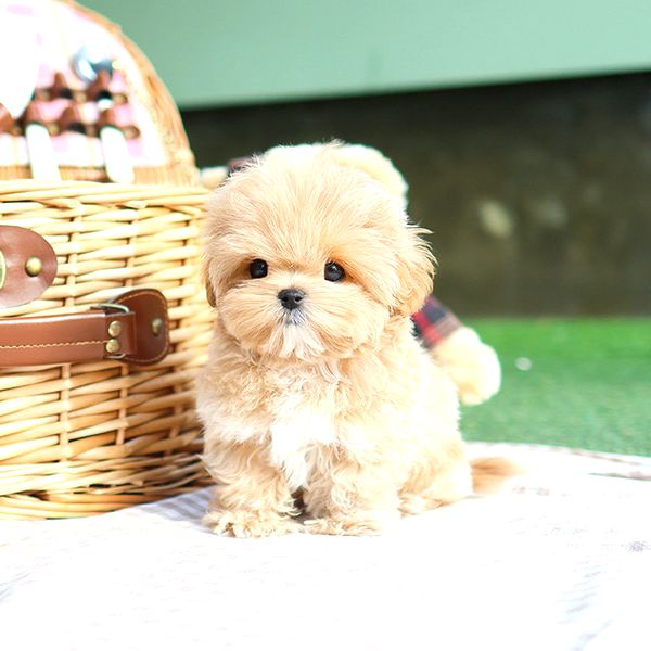 SUPER STAR TOY POODLE YAVRULARIM