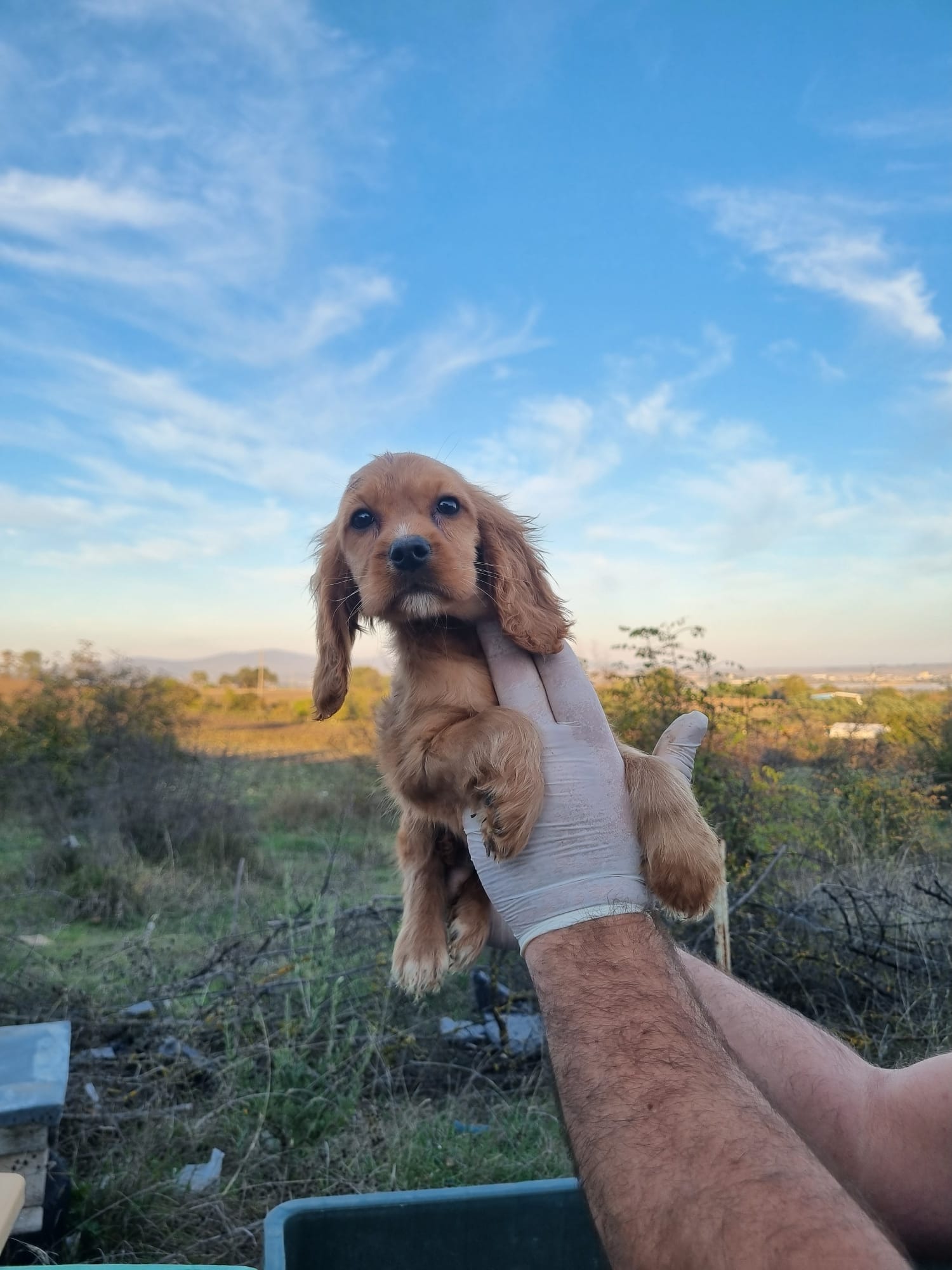 Dişi cocker yavrumuz 