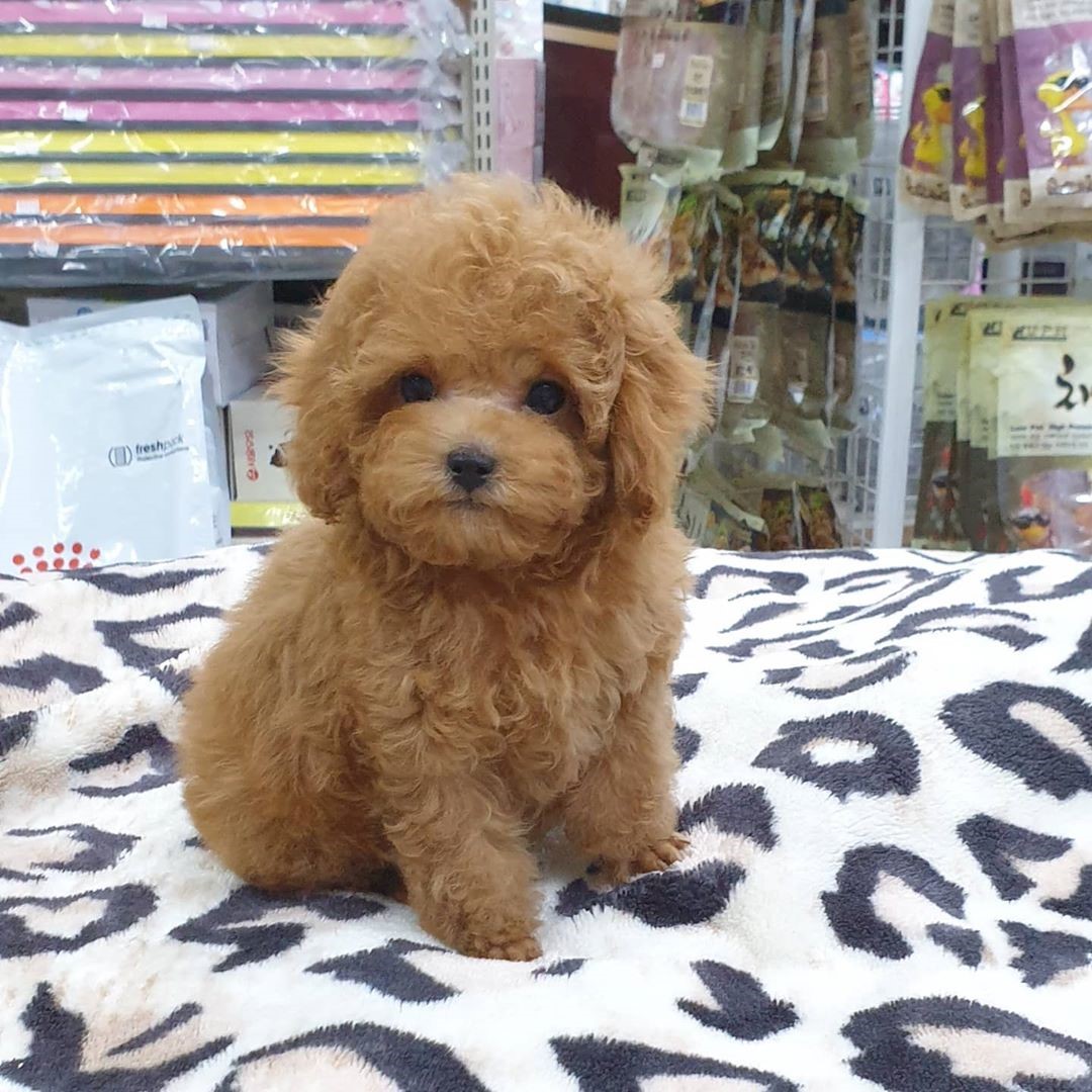 TOY POODLE YAVRULARI