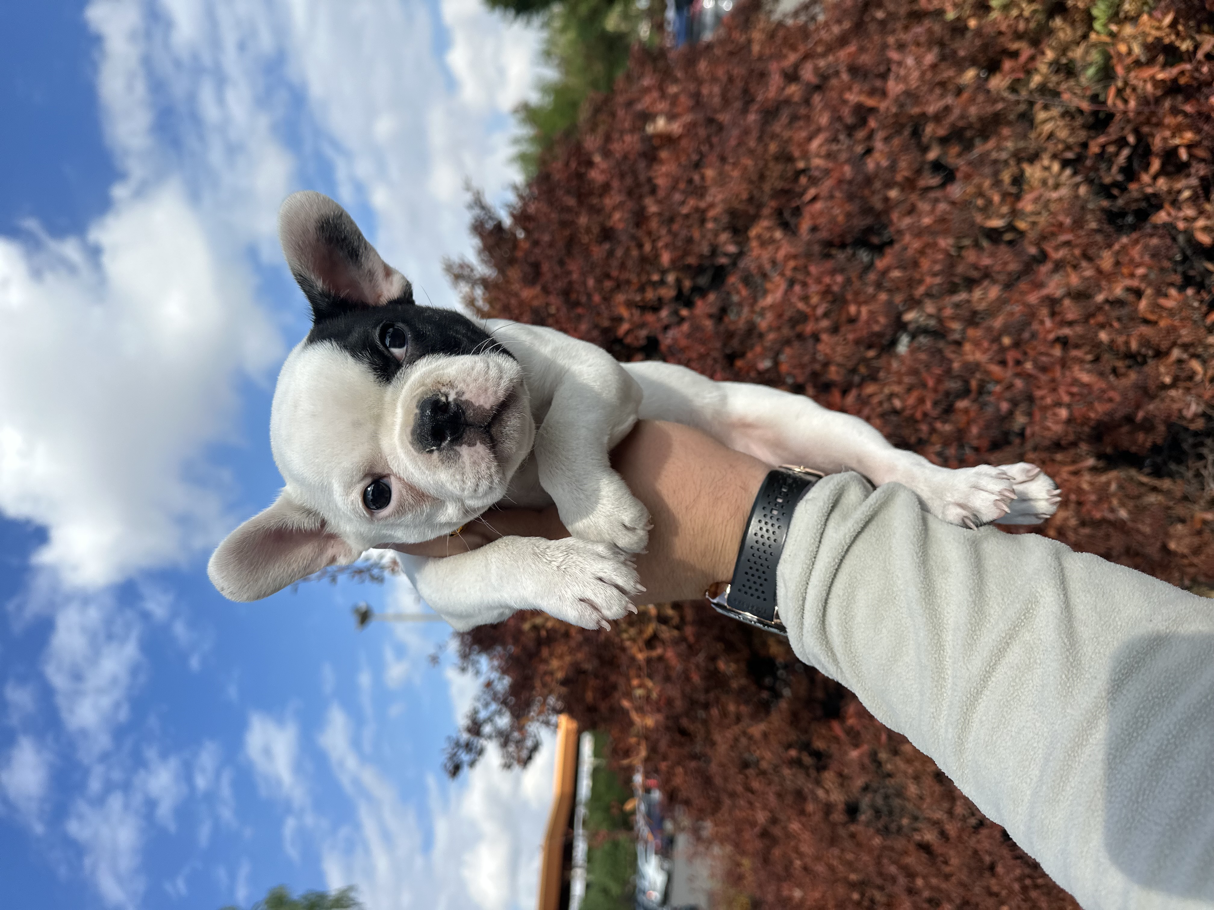 Korsan maskeli sıfır kuyruk