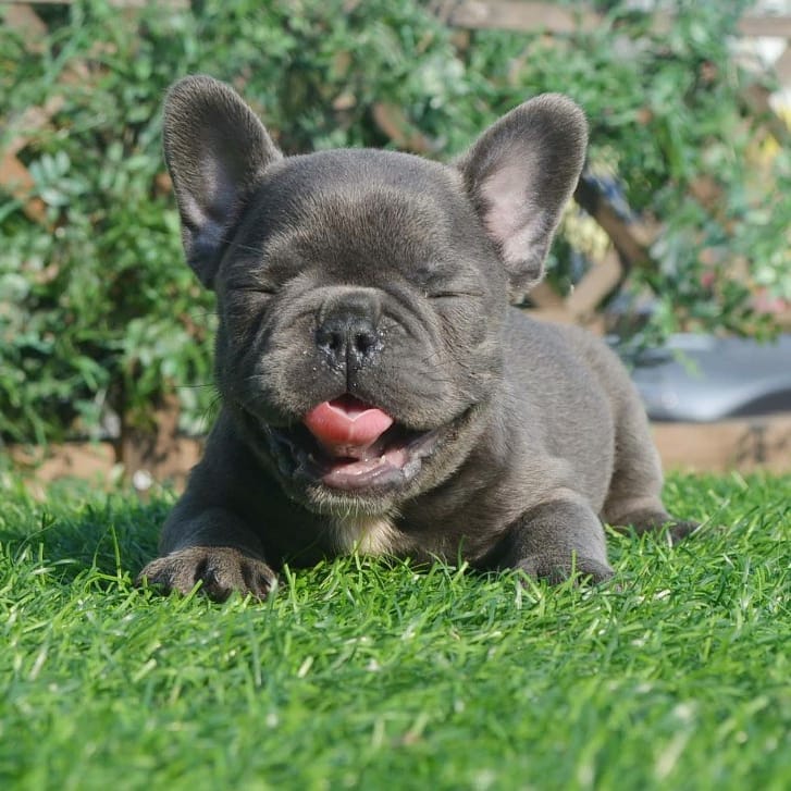 BLUE FRENCH BULLDOG YAVRULARI
