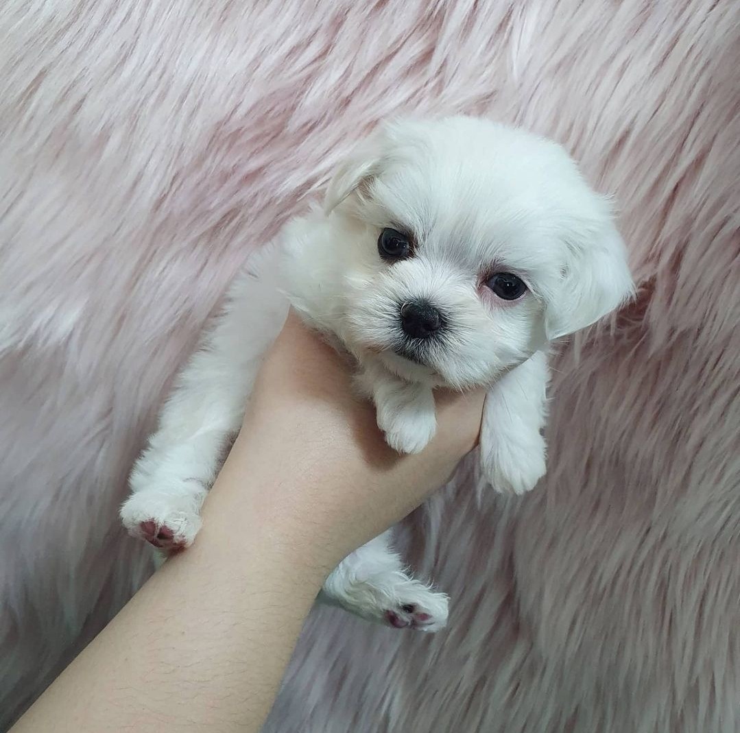 IRK GARANTİLİ MALTESE YAVRULARI