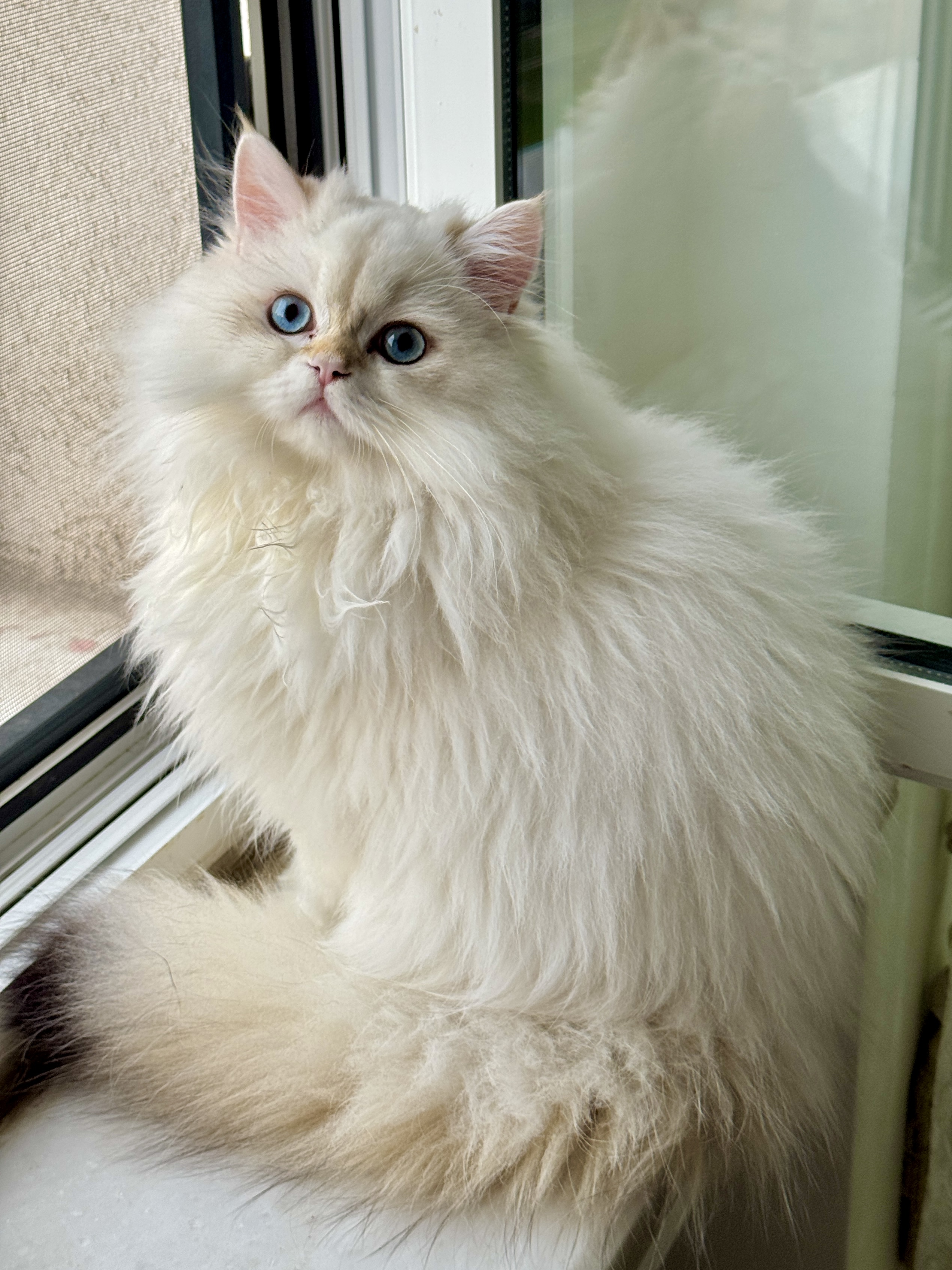 saf kan British longhair yavru kedi