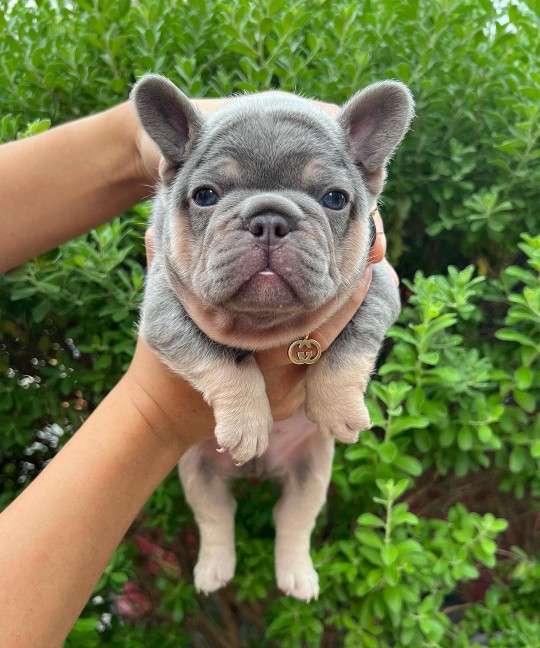 EXOTİC FRENCH BULLDOG YAVRULARI