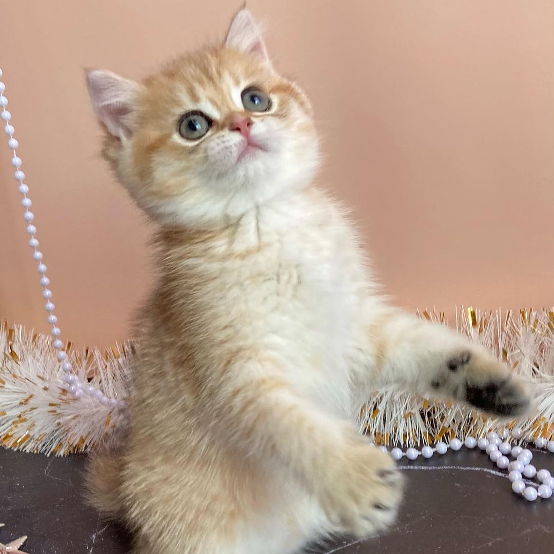 BRİTİSH SHORTHAİR YAVRULARI