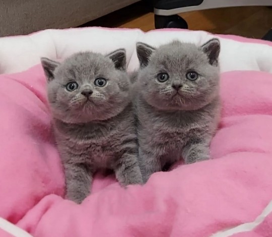 BRİTİSH SHORTHAİR YAVRULARI