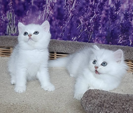 BRİTİSH LONGHAİR YAVRULARI