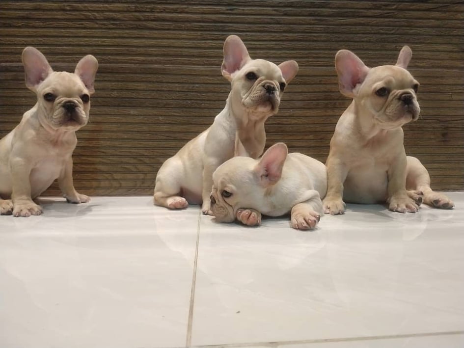 FRENCH BULLDOG YAVRULARI