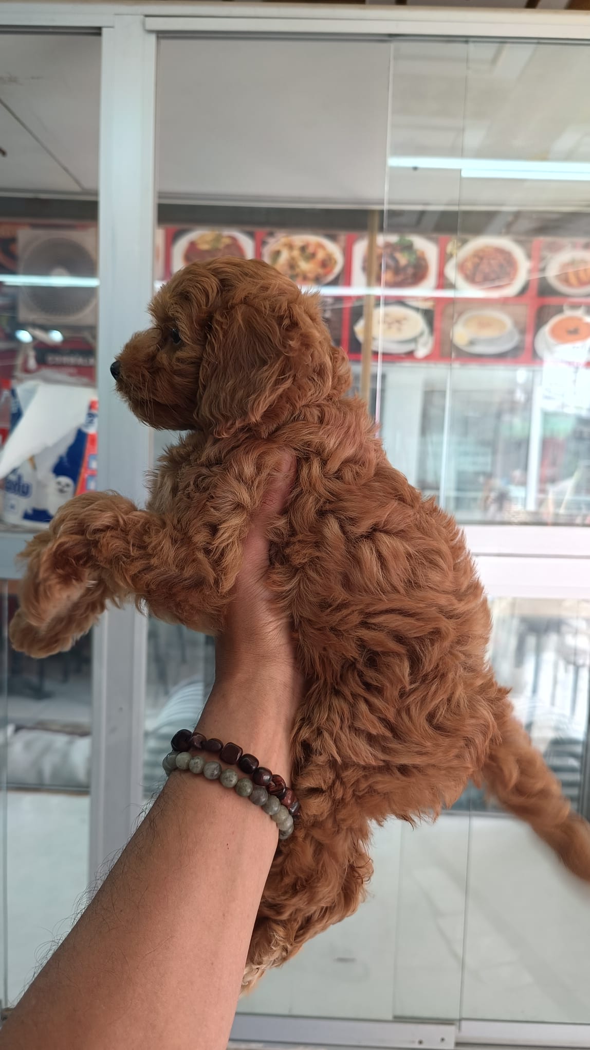 IRK VE SAĞLIK GARANTİLİ MALTİPOO