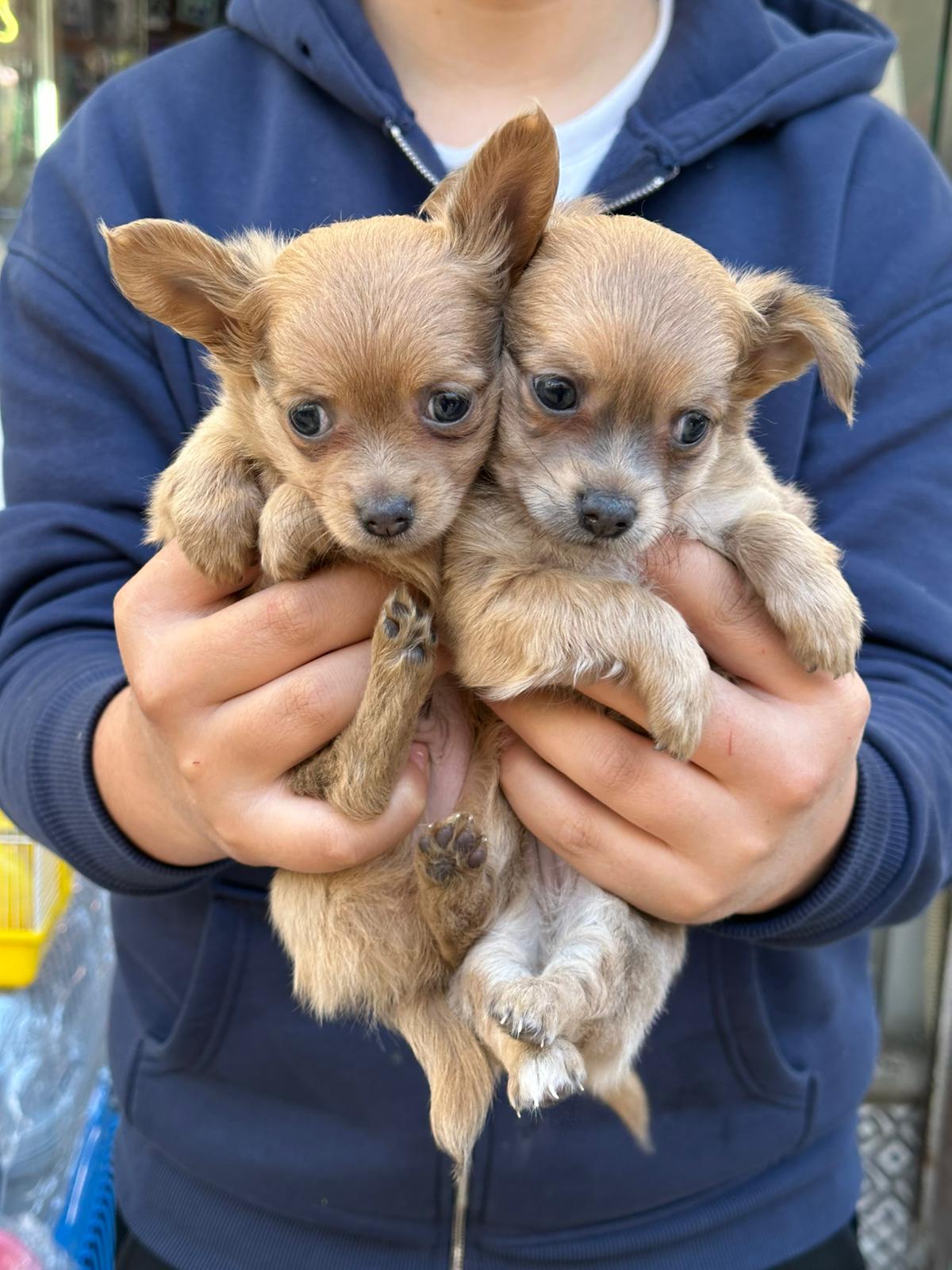chihuahua teacup yavrularıımız sağlık ve ırk garantilidir