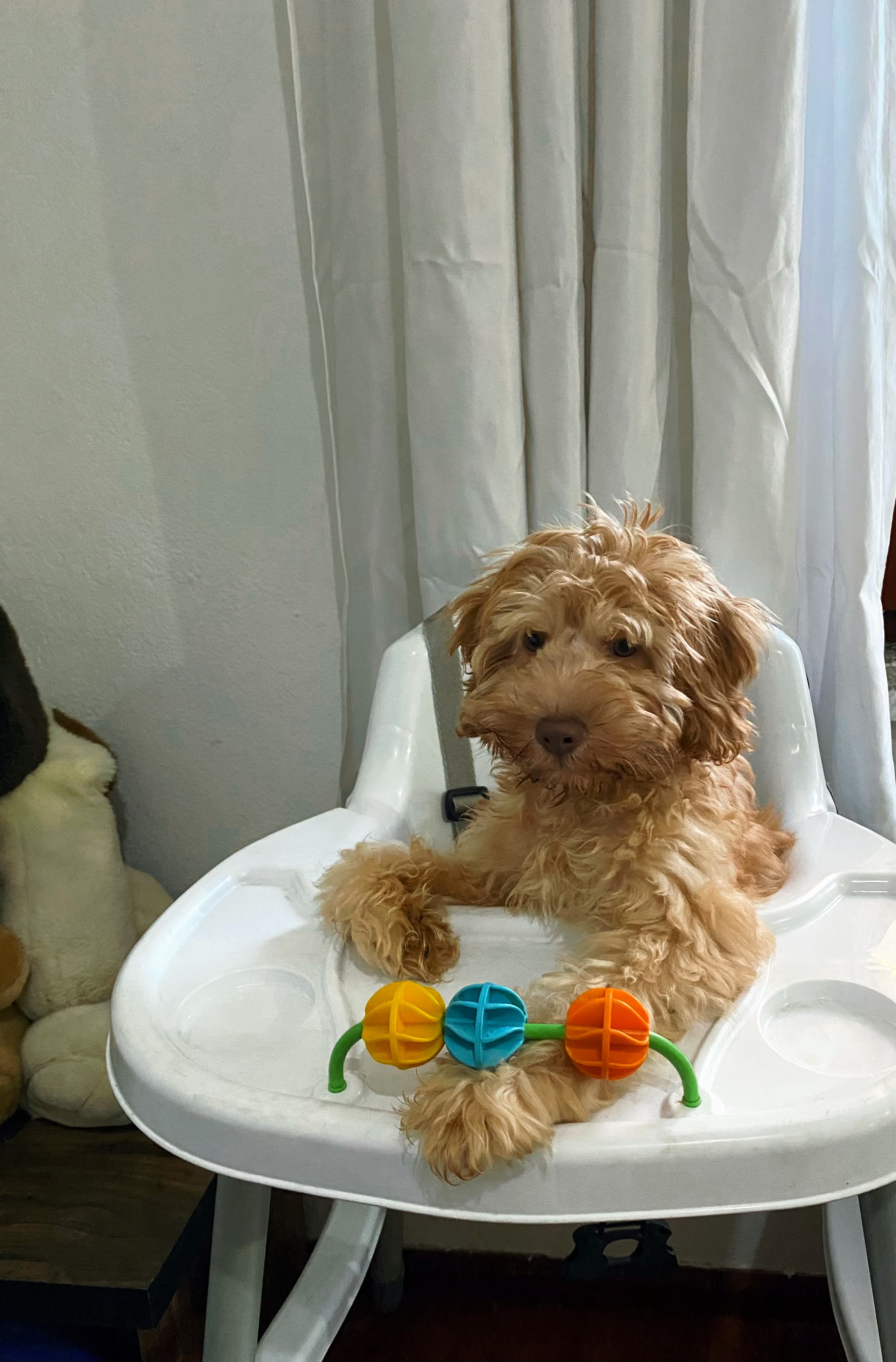 4 bucuk aylık cockapoo