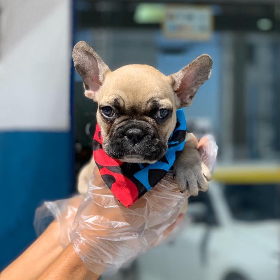 FRENCH BULLDOG YAVRULARI