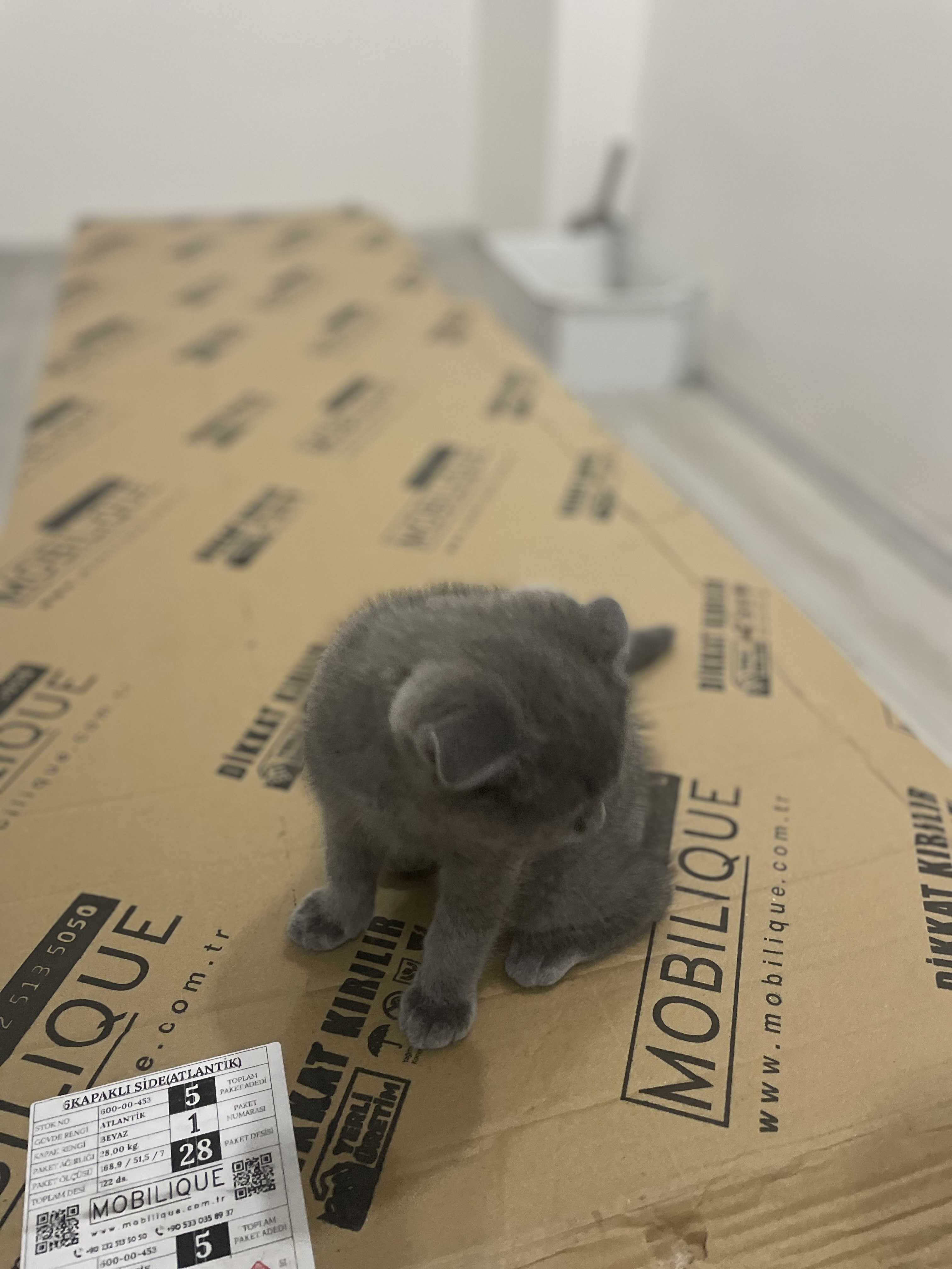 SCOTTISH FOLD GRİ 2 AYLIK BEBEK YUVA ARIYOR