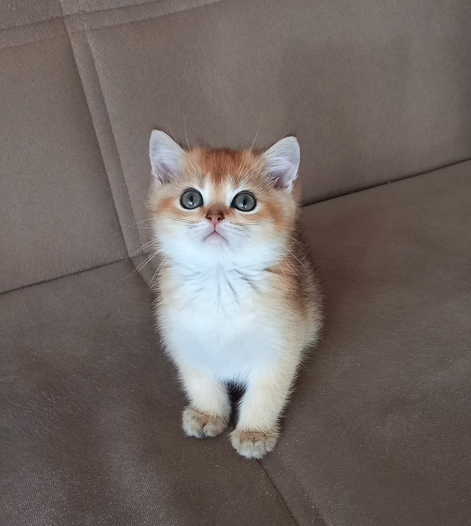 British Shorthair Golden Erkek Yavrular 