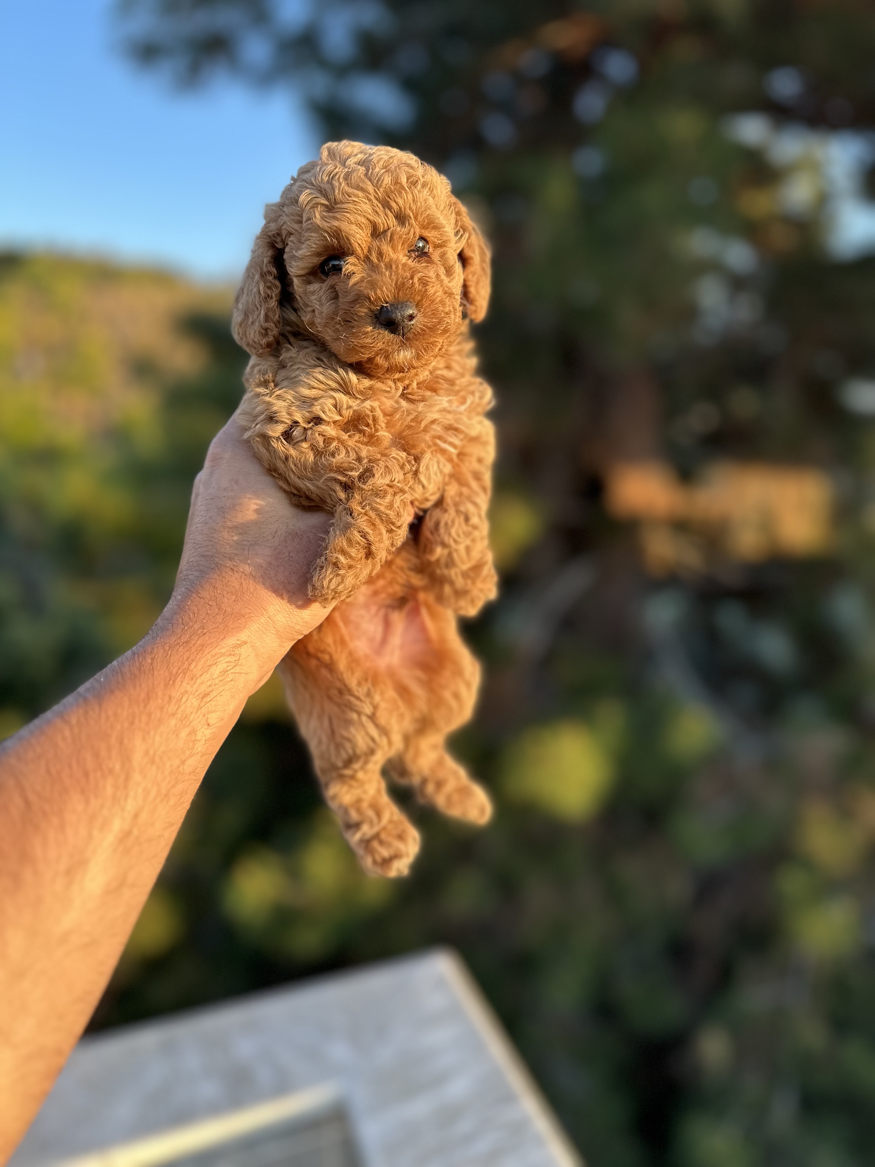 0 Numara Toy Poodle 