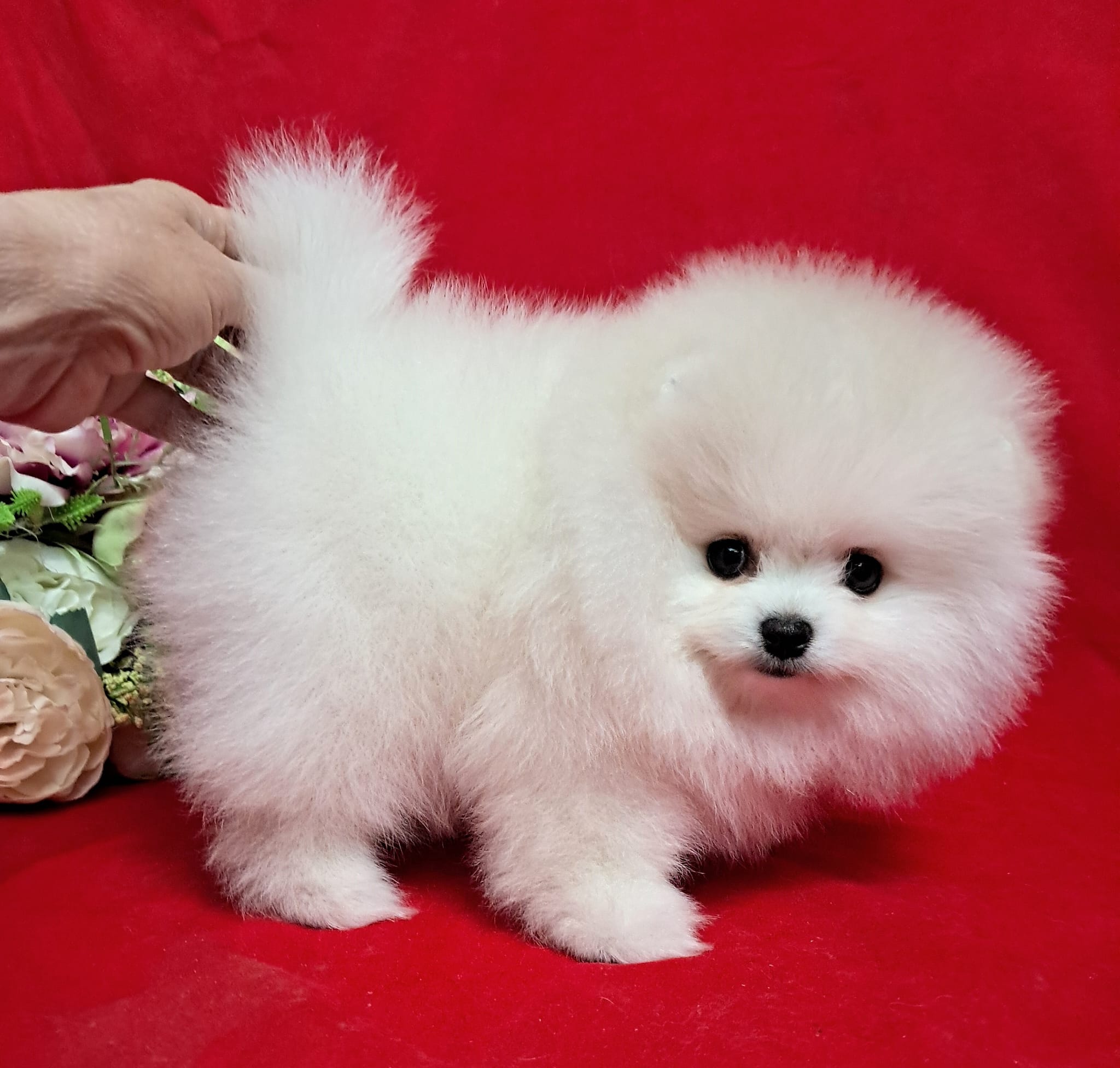 Karbeyaz Pomeranian Bo Tedy Bear