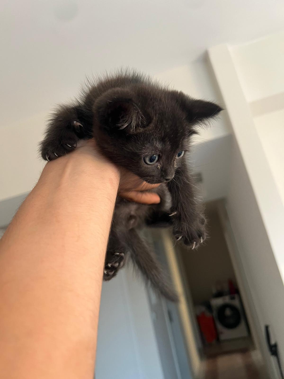 Chocolate point yavru kedi 