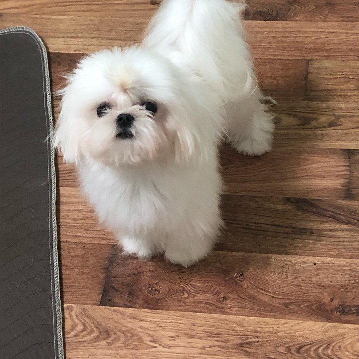 FCI A SECERE MALTESE YAVRULARI