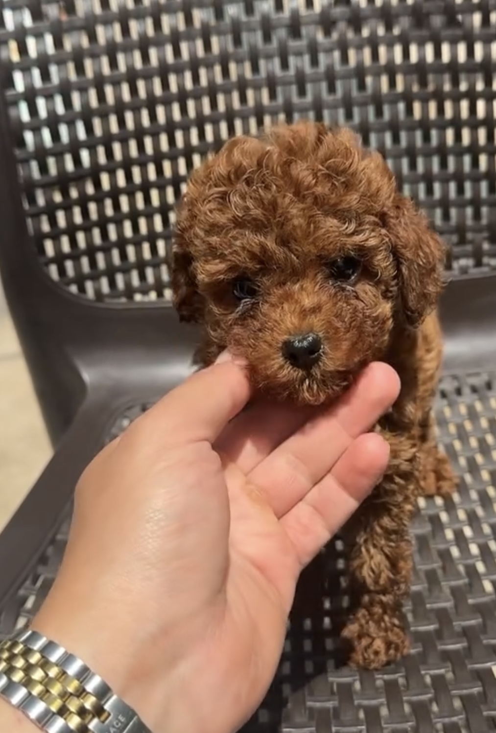 RESMİ İŞLETMEDEN KORE TOY POODLE YAVRULARI