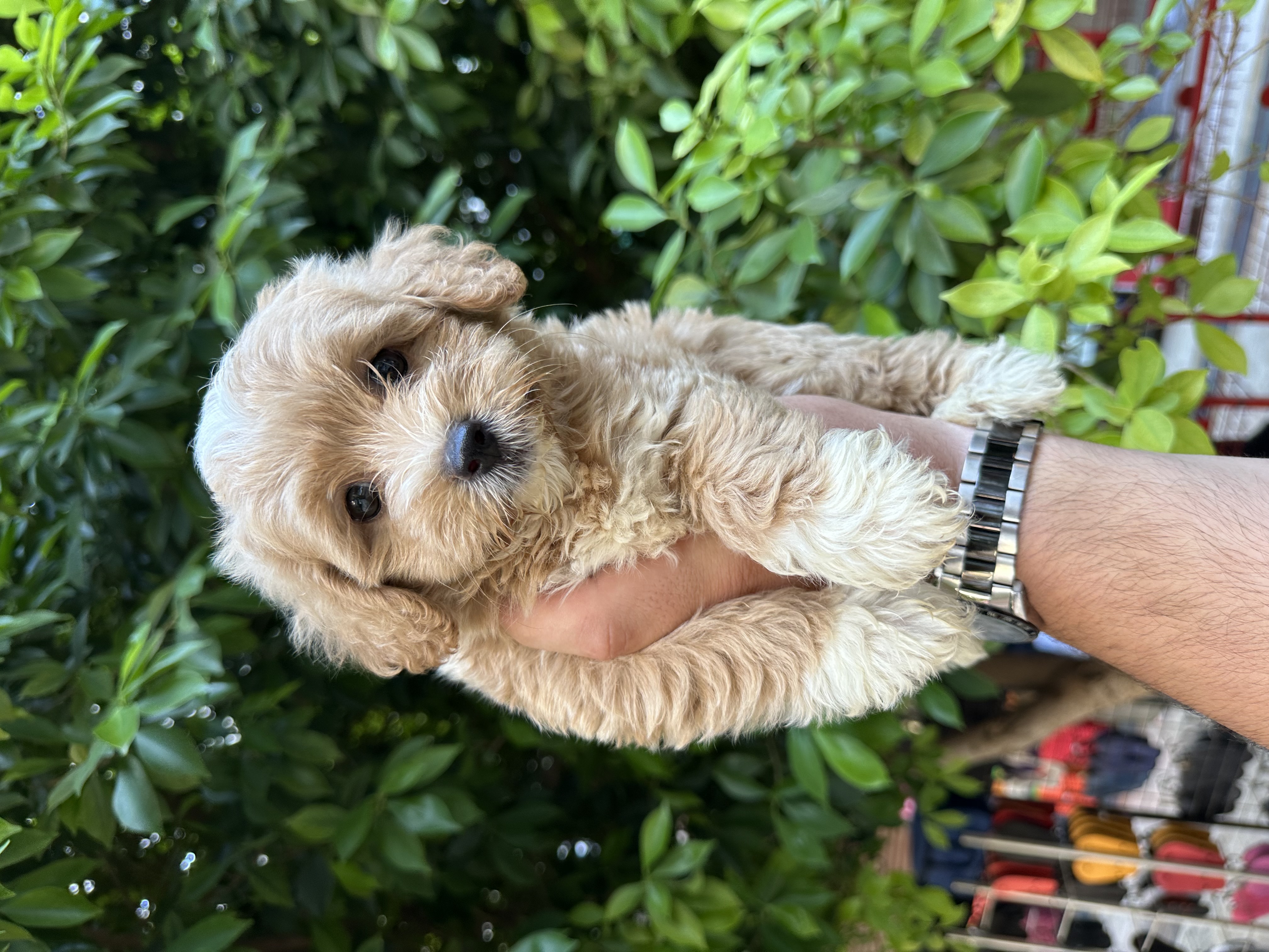 A kalite ırk sağlık garantili 