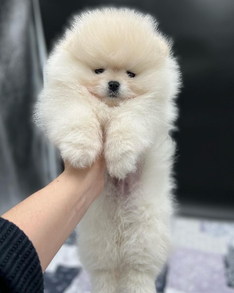 TEDDY BEAR POMERANİAN BOO YAVRULARI