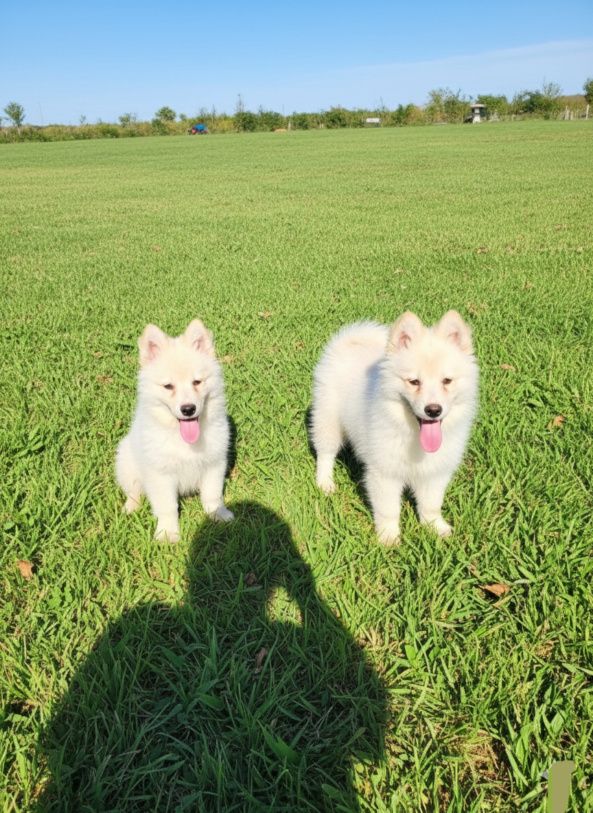 Dişi erkek samoyed yavrularımız 