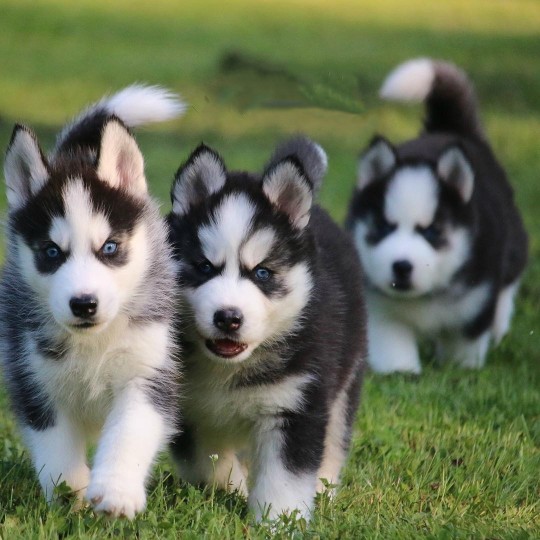 SİBİRYA KURDU YAVRULARI