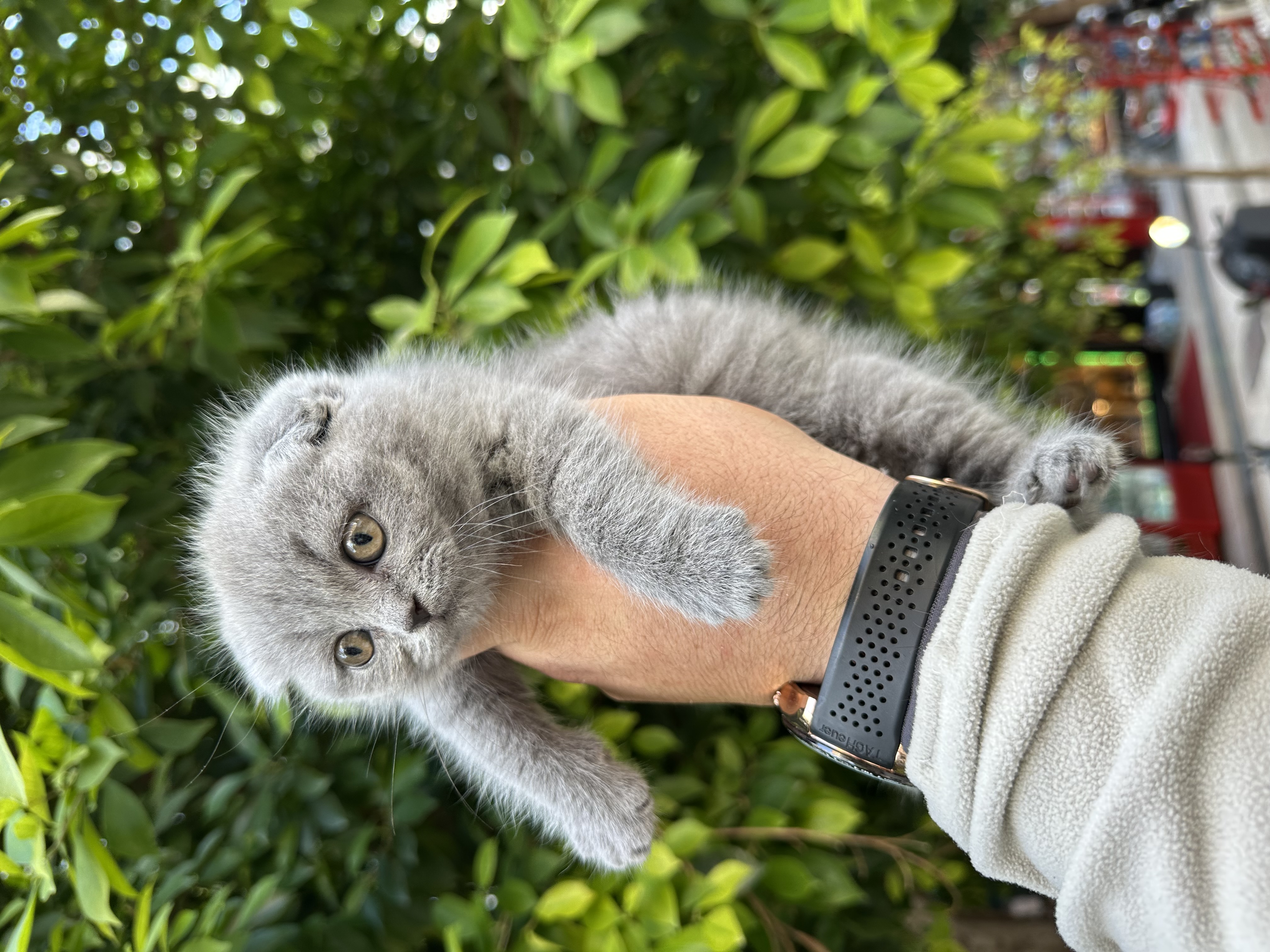 WC eğitimli a kalite 