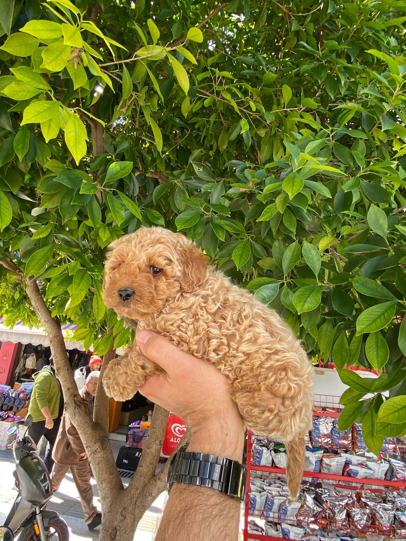 orjinal toy poodle yavrumuz