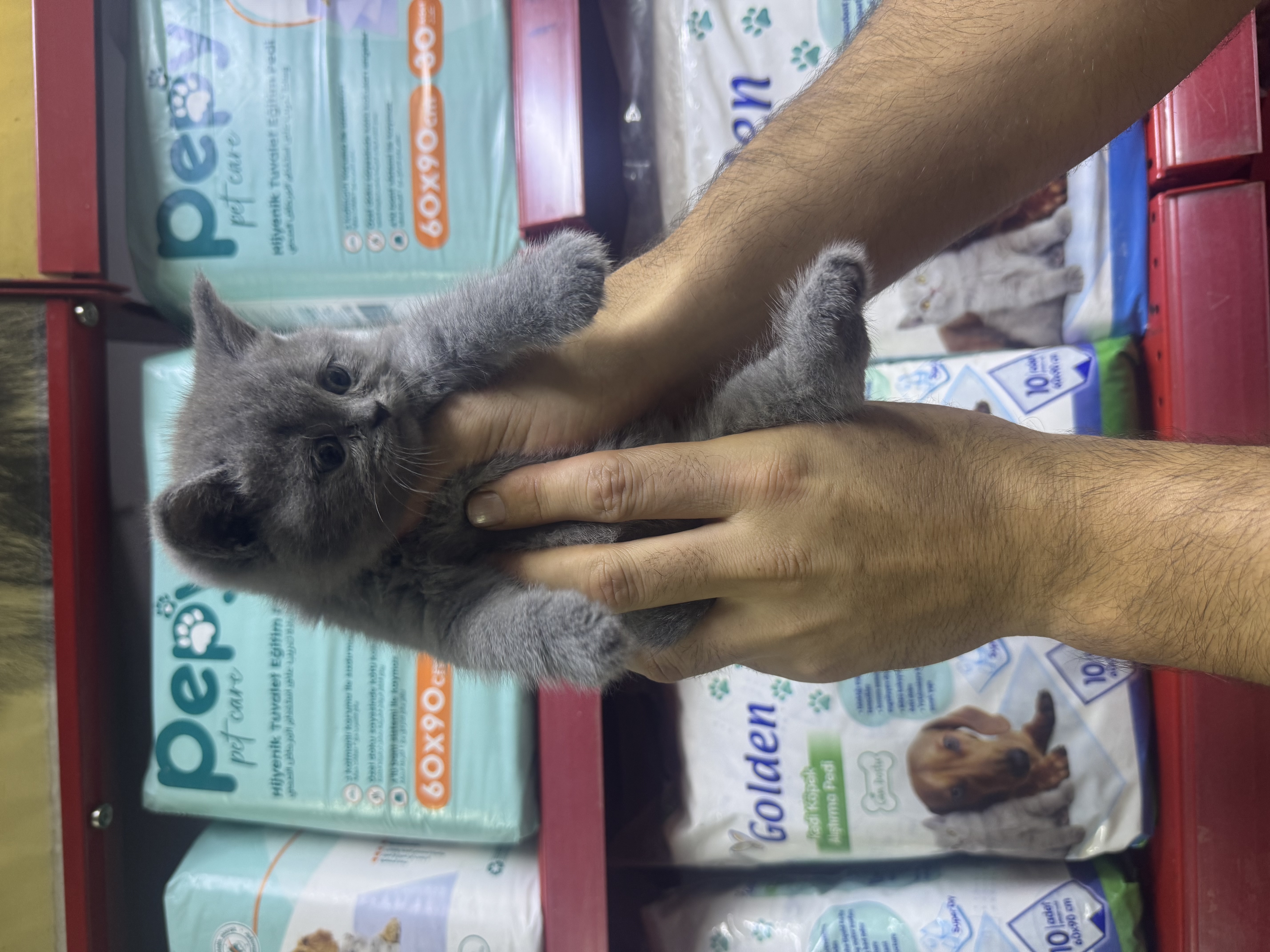 Orjinal ırk kediler