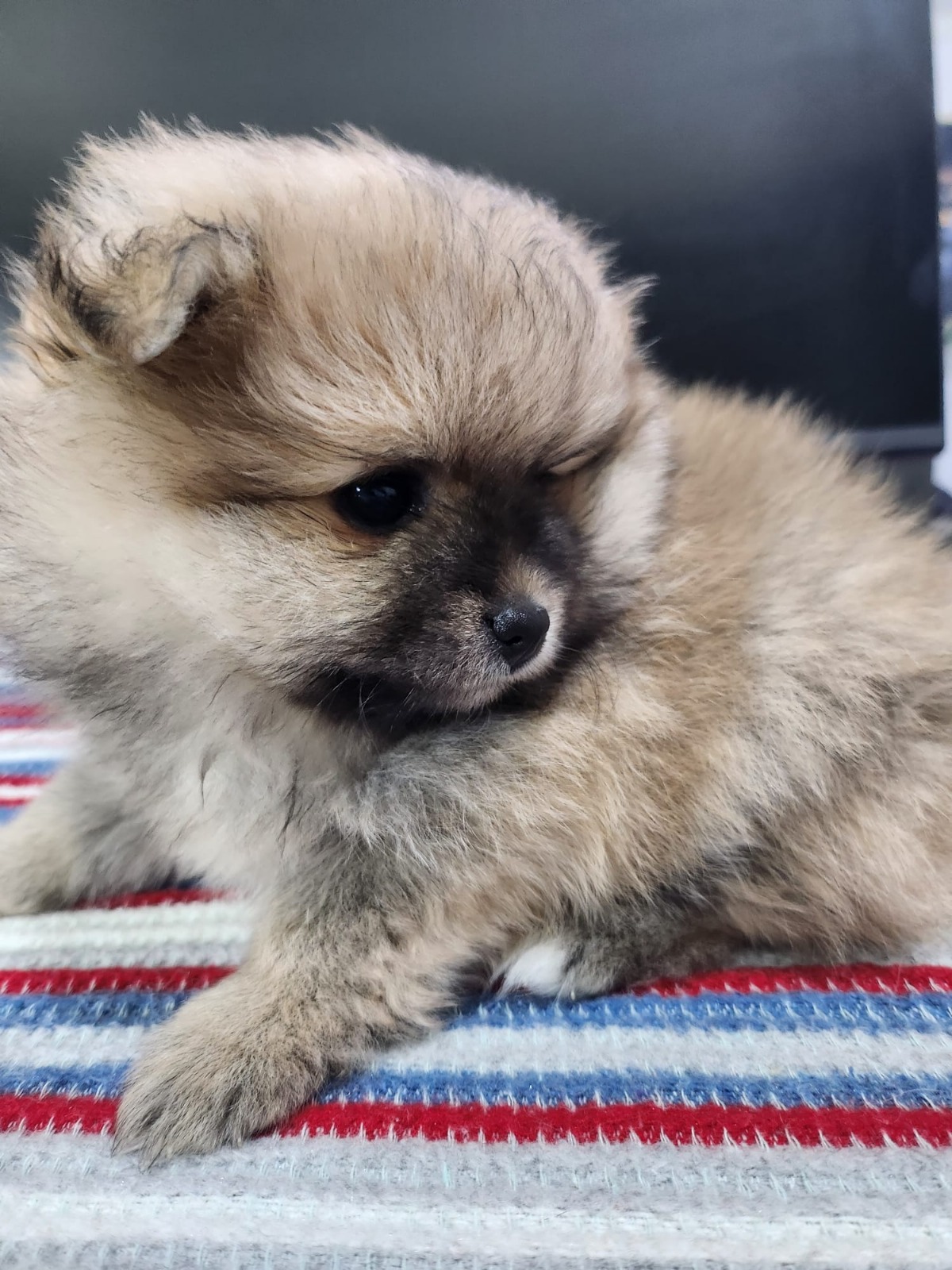 2 aylik pomeranian