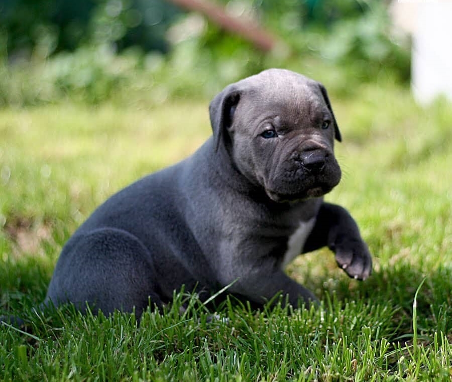 ÜST KALİTE BLUE CANE CORSO YAVRULARI