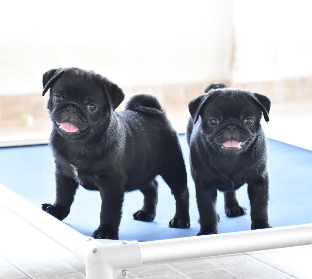 IRK GARANTİLİ PUG YAVRULARI