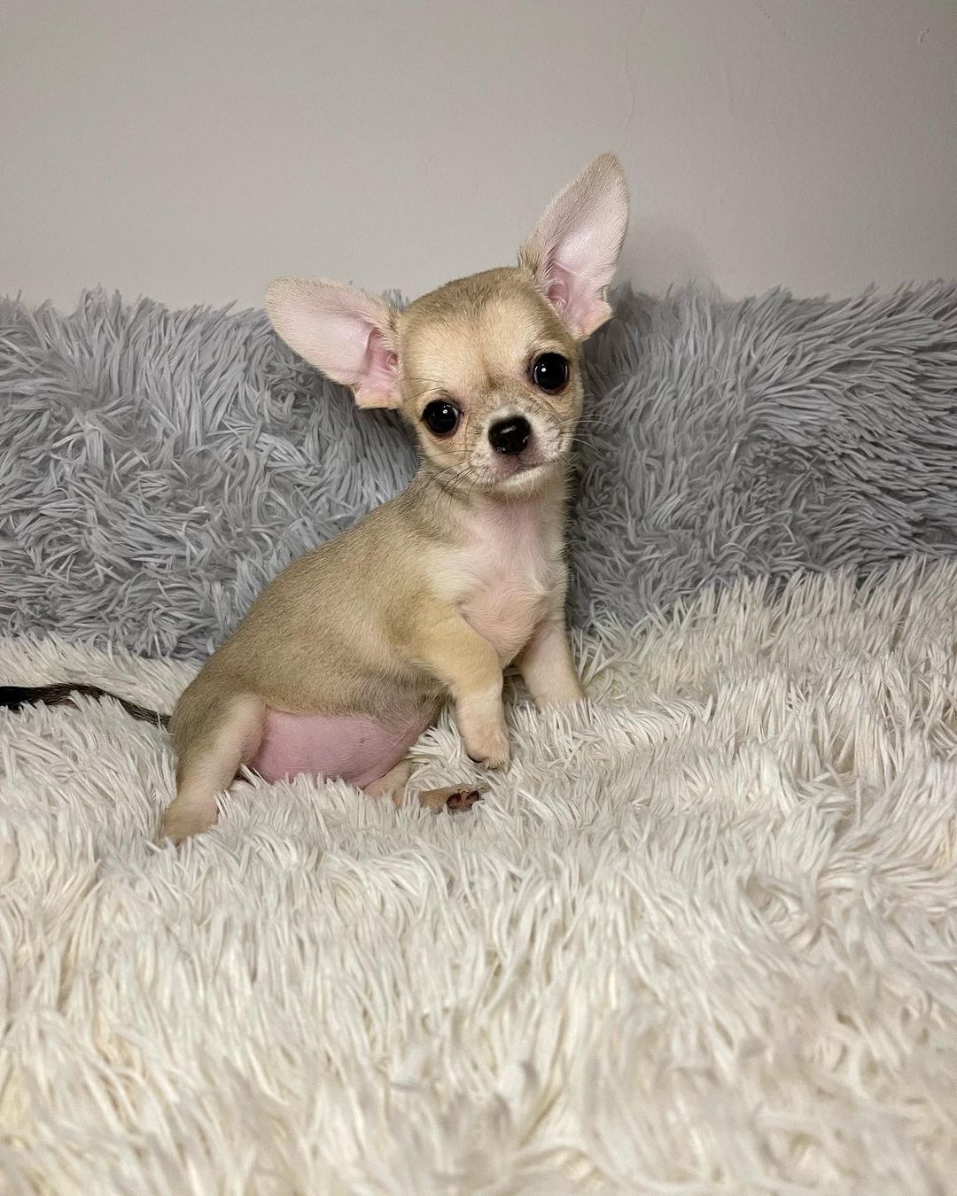 IRK GARANTİLİ CHİHUAHUA YAVRULARI