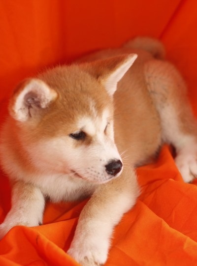 JAPON AKİTA İNU YAVRULARI