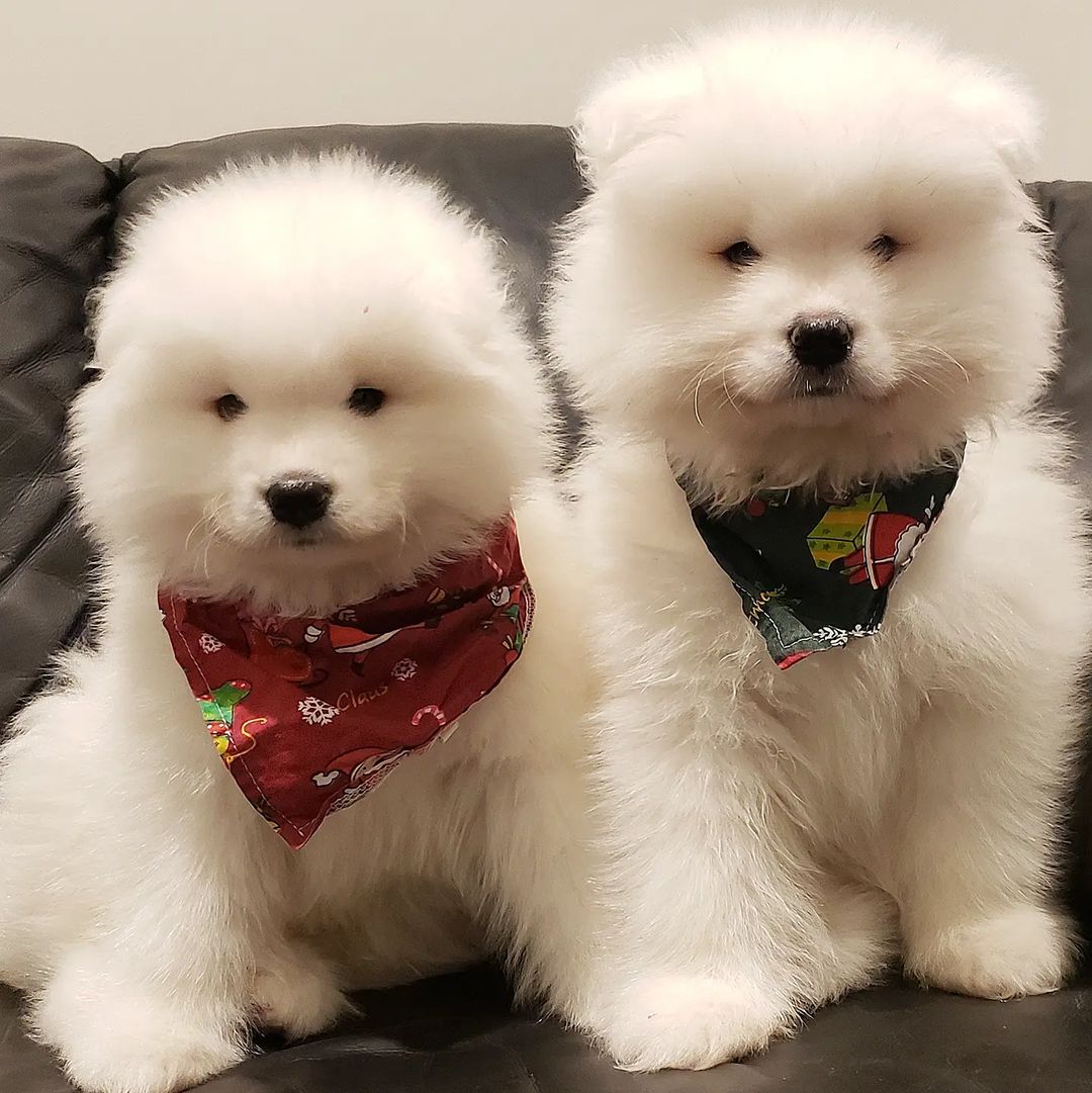 PAMUK GİBİ SAMOYED YAVRULARI