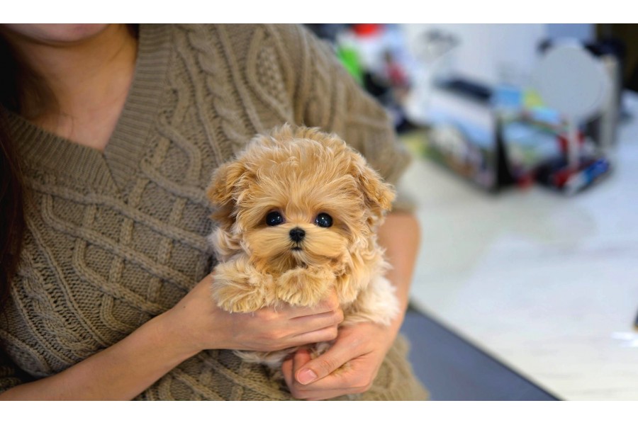Minnos Toy Poodle Bebeklerimiz