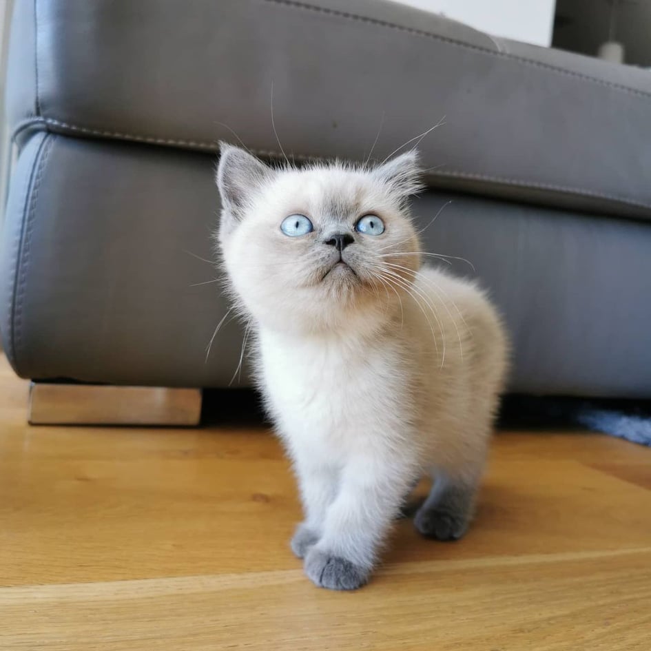 BRİTİSH SHORTHAİR YAVRULARI