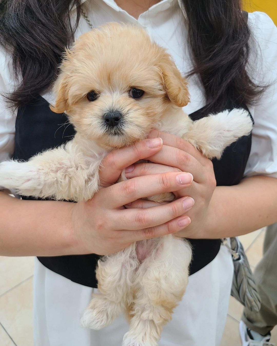 F2 MALTİPOO YAVRULARI